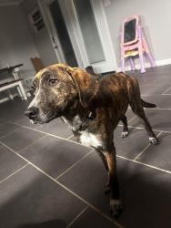 Lost Female Dog last seen Aycock park , Millington, TN 38053