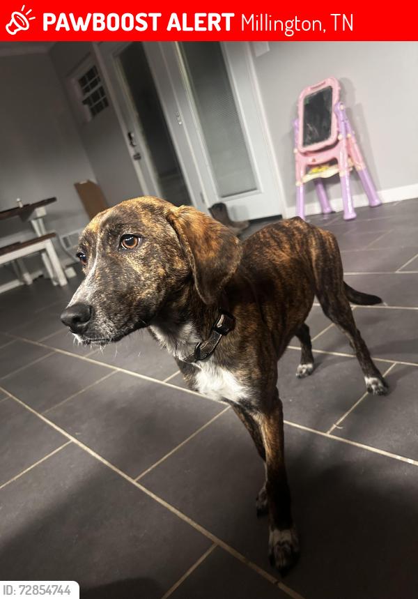 Lost Female Dog last seen Aycock park , Millington, TN 38053