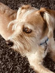 Lost Male Dog last seen Bear creek-Whispering Falls , Houston, TX 77084