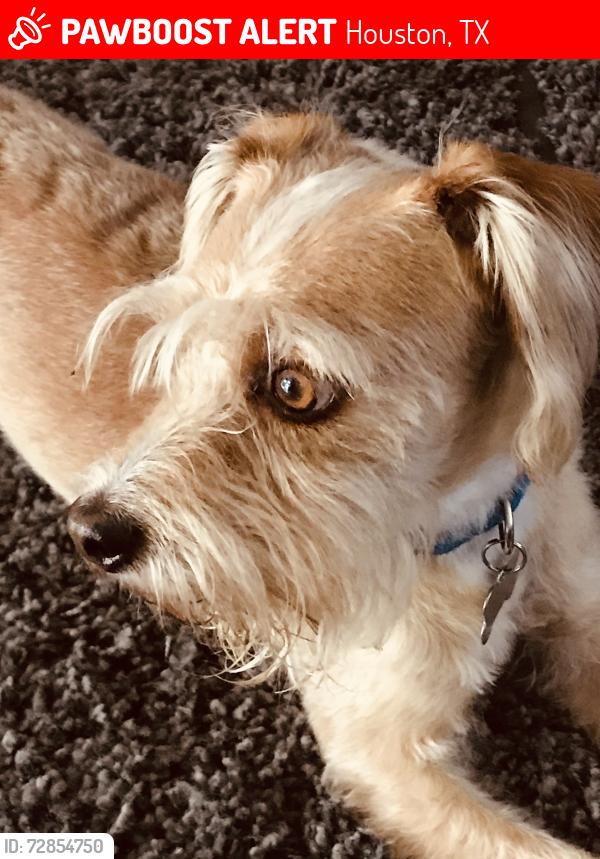 Lost Male Dog last seen Bear creek-Whispering Falls , Houston, TX 77084