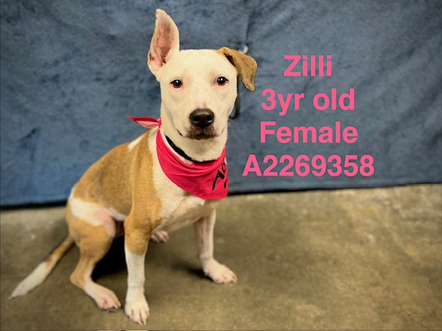 Shelter Stray Female Dog last seen , Chatsworth, CA 91311