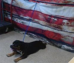 Shelter Stray Male Dog last seen NW 107 AVE HIALEAH GARDENDS, Doral, FL 33122