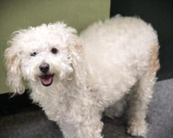 Shelter Stray Male Dog last seen , Los Angeles, CA 90031