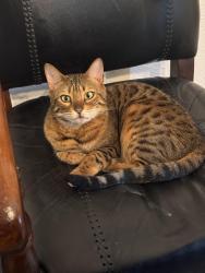 Lost Female Cat last seen Off Quail Canyon Rd, Nuevo, CA 92567