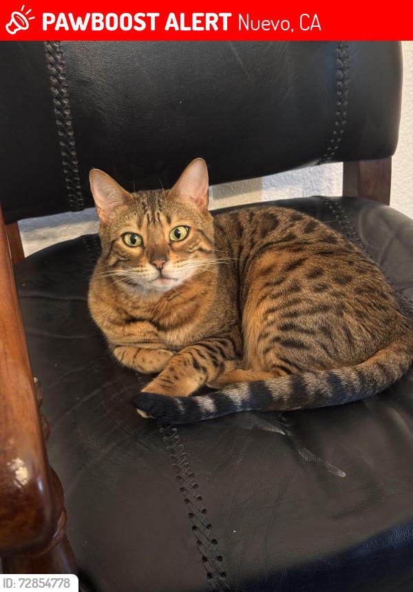 Lost Female Cat last seen Off Quail Canyon Rd, Nuevo, CA 92567