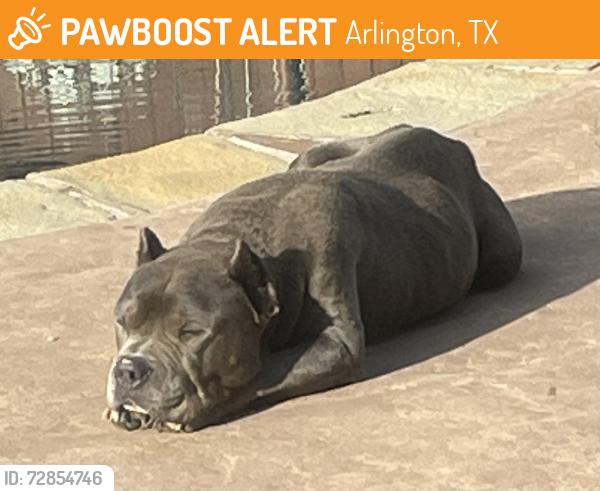 Found/Stray Male Dog last seen Intersection of 287S and Russell Curry Rd, Arlington, TX 76001