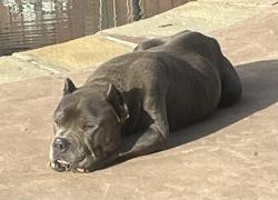 Found/Stray Male Dog last seen Intersection of 287S and Russell Curry Rd, Arlington, TX 76001