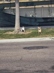 Found/Stray Unknown Dog last seen Santa Diana Rd, Santa Victoria Road & Birch Rd - near the Rosina Vista apmts , Chula Vista, CA 91913