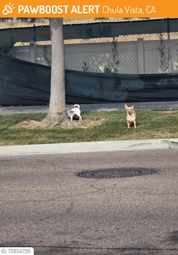 Found/Stray Unknown Dog last seen Santa Diana Rd, Santa Victoria Road & Birch Rd - near the Rosina Vista apmts , Chula Vista, CA 91913