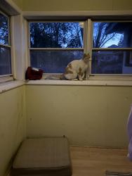 Found/Stray Unknown Cat last seen Marshall Ave. , Saint Paul, MN 55104