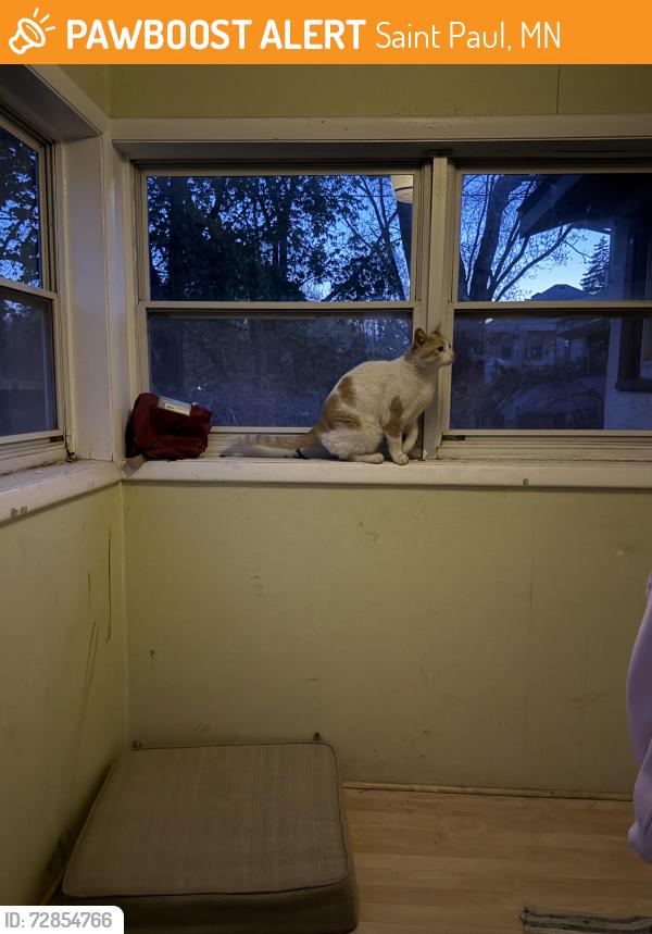 Found/Stray Unknown Cat last seen Marshall Ave. , Saint Paul, MN 55104