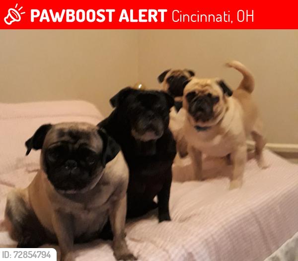 Lost Female Dog last seen Kempet, Cincinnati, OH 45231