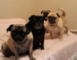 Lost Female Dog last seen Kempet, Cincinnati, OH 45231