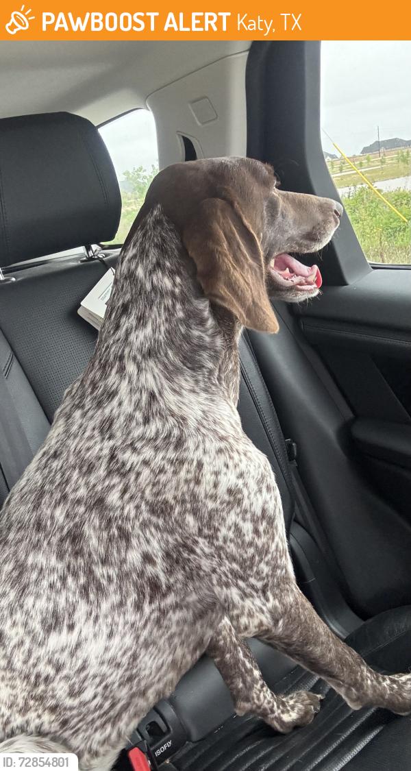 Found/Stray Male Dog last seen Katy Hockley, Katy, TX 77493