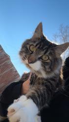 Lost Male Cat last seen around tweddle area, Edmonton, AB T6K