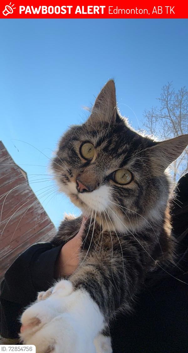 Lost Male Cat last seen around tweddle area, Edmonton, AB T6K