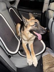 Found/Stray Male Dog last seen Oquendo and Fort Apache , Las Vegas, NV 89148