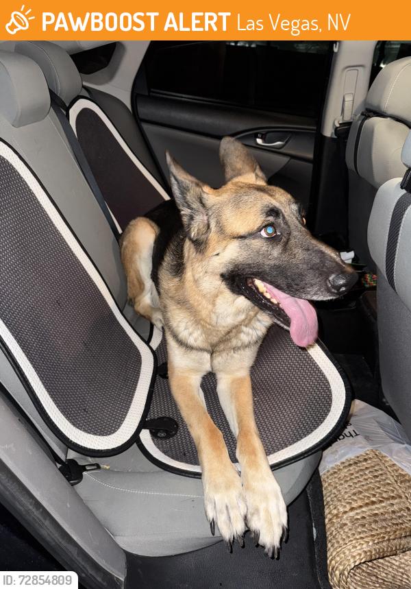 Found/Stray Male Dog last seen Oquendo and Fort Apache , Las Vegas, NV 89148