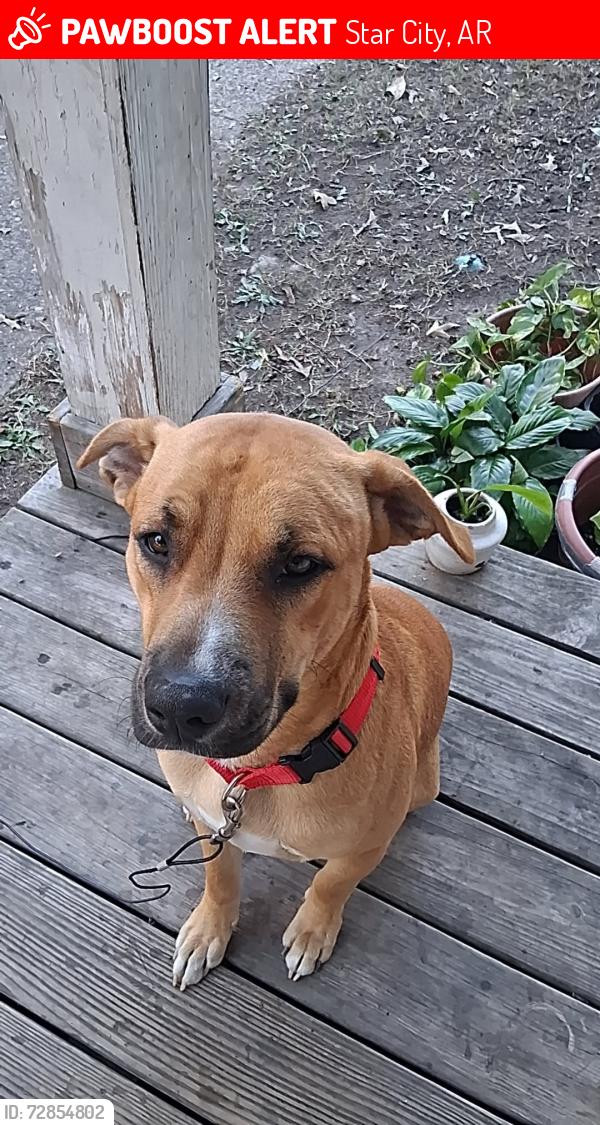 Lost Male Dog last seen Armstead Rd, Star City, AR 71667