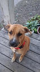 Lost Male Dog last seen Armstead Rd, Star City, AR 71667