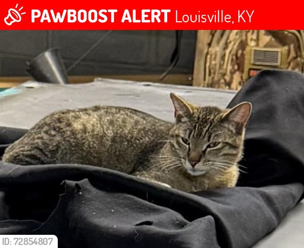 Lost Male Cat last seen Greenwood , Louisville, KY 40258