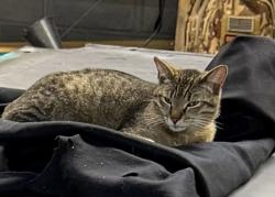 Lost Male Cat last seen Greenwood , Louisville, KY 40258