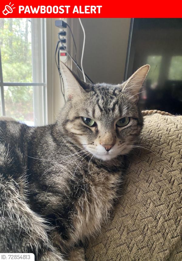 Lost Male Cat last seen Silverbrook Dr, Spotsylvania Courthouse, VA 22553