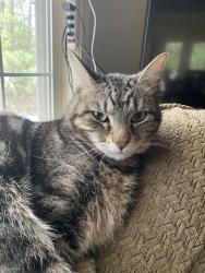Lost Male Cat last seen Silverbrook Dr, Spotsylvania Courthouse, VA 22553