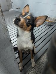 Shelter Stray Male Dog last seen New Bern, NC 28562, New Bern, NC 28562