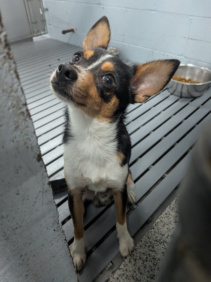 Shelter Stray Male Dog last seen New Bern, NC 28562, New Bern, NC 28562