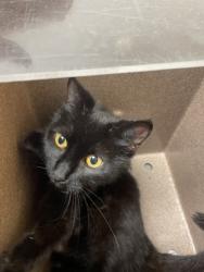 Shelter Stray Female Cat last seen Near South Walker, 75149, TX, Mesquite, TX 75149