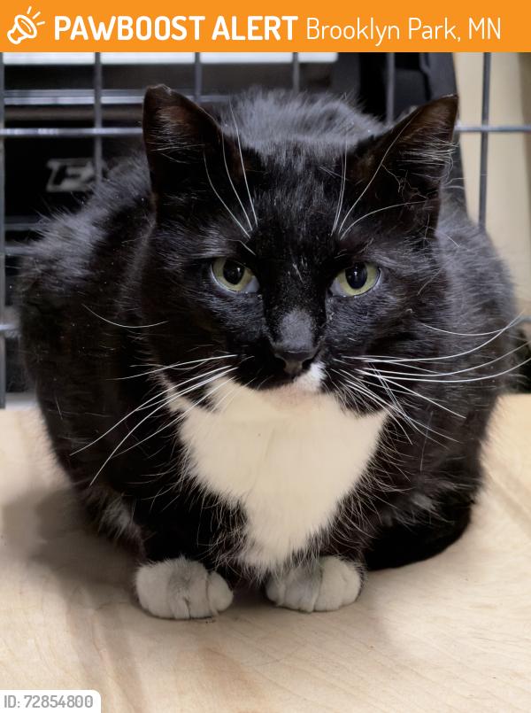 Found/Stray Female Cat last seen Brooklyn Park, Minneapolis, MN 55443