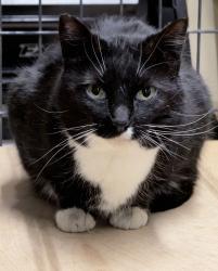 Found/Stray Female Cat last seen Brooklyn Park, Minneapolis, MN 55443