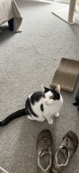 Lost Male Cat last seen Irish hills apmts , South Bend, IN 46614