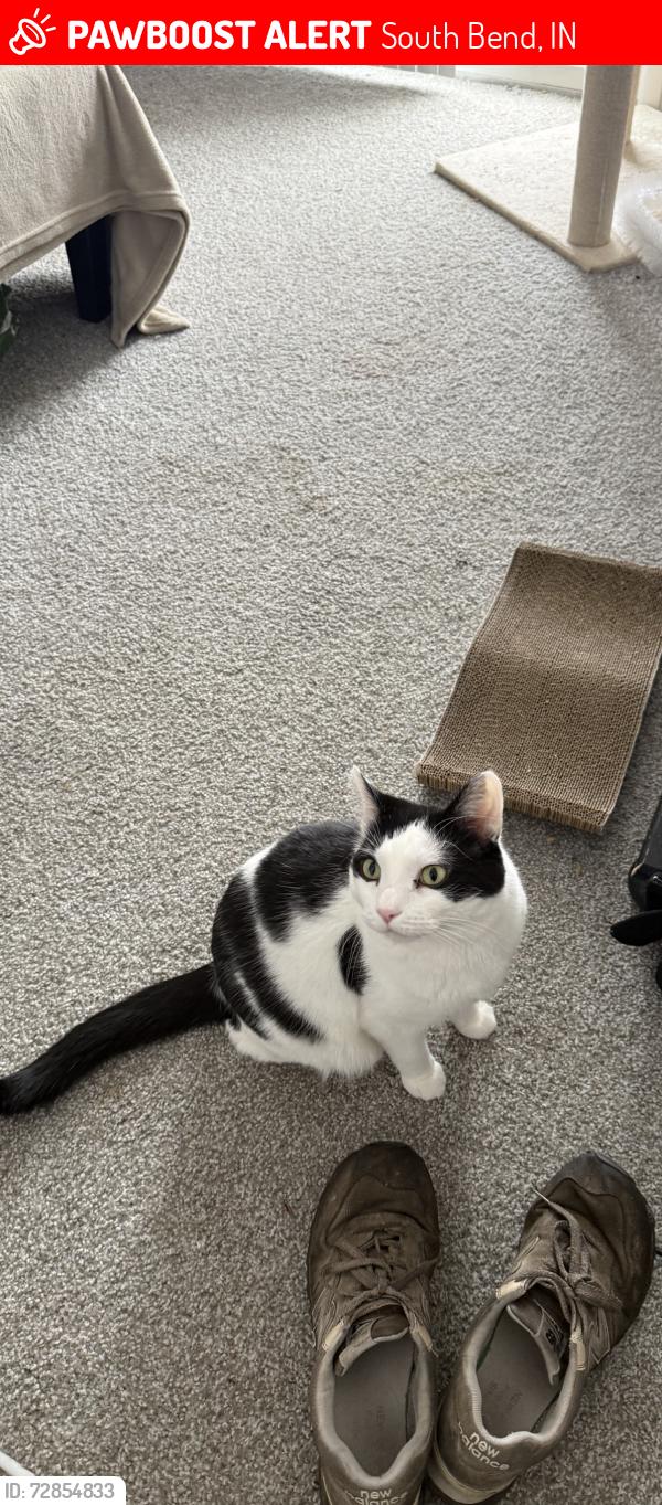 Lost Male Cat last seen Irish hills apmts , South Bend, IN 46614
