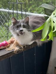 Lost Female Cat last seen Super 8, San Antonio, TX 78249
