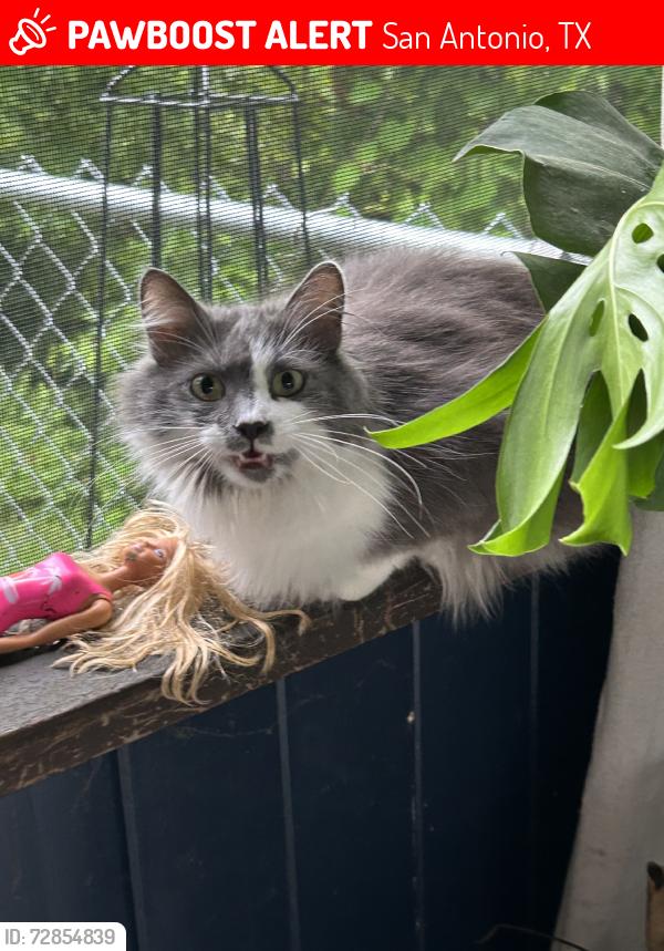 Lost Female Cat last seen Super 8, San Antonio, TX 78249