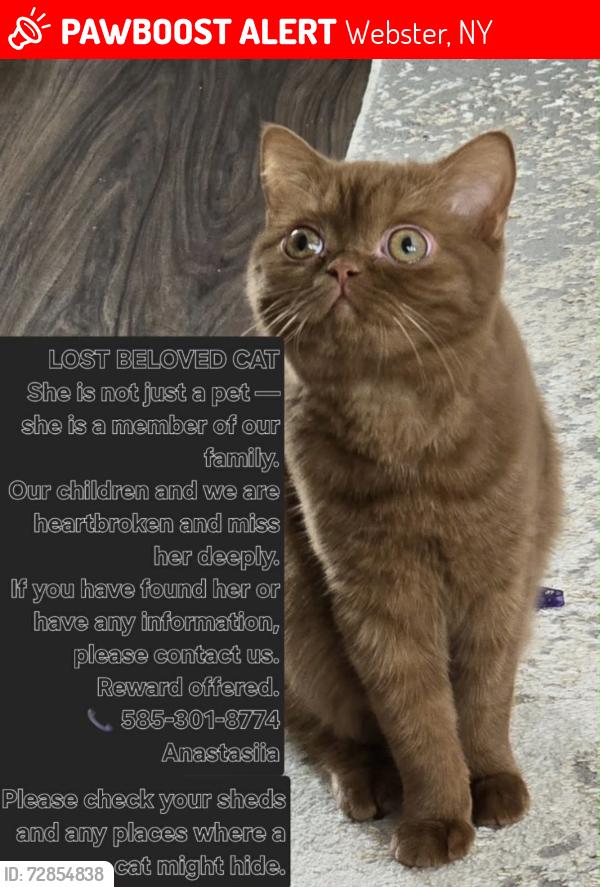 Lost Female Cat last seen Oakmonte apmts, Webster, NY 14580