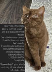 Lost Female Cat last seen Oakmonte apmts, Webster, NY 14580