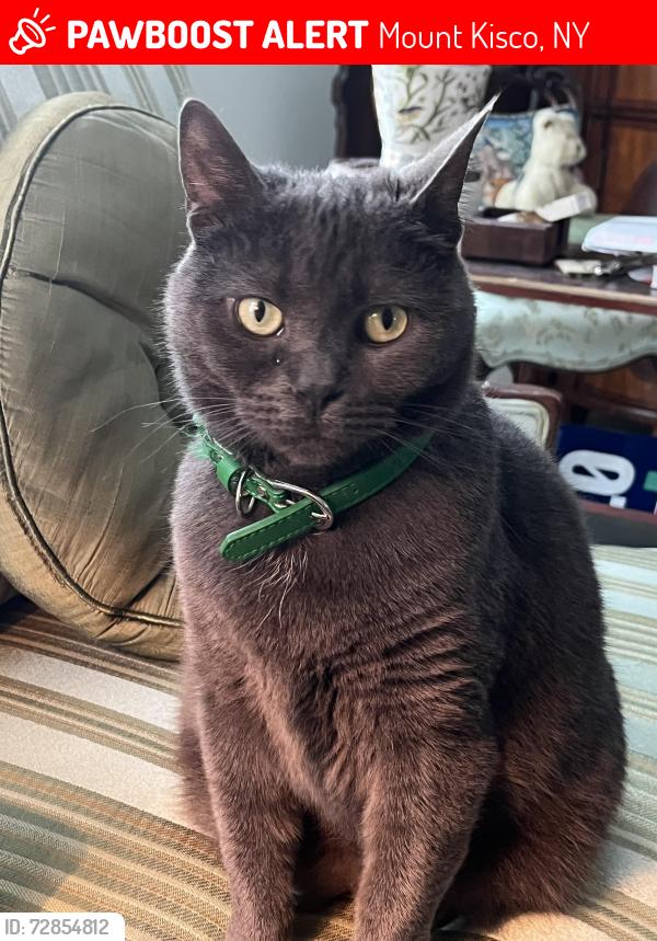 Lost Female Cat last seen Near Bittersweet Lane, Mount Kisco, Mount Kisco, NY 10549