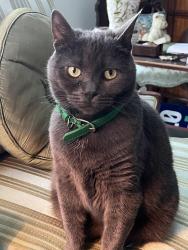 Lost Female Cat last seen Near Bittersweet Lane, Mount Kisco, Mount Kisco, NY 10549