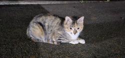 Found/Stray Female Cat last seen Cunningham Dr, Executive Dr, Marcella Rd, Hampton, VA 23666