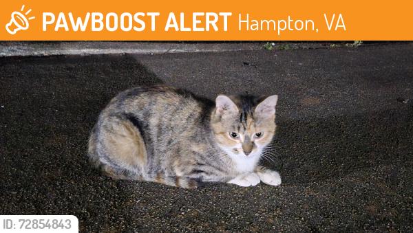 Found/Stray Female Cat last seen Cunningham Dr, Executive Dr, Marcella Rd, Hampton, VA 23666