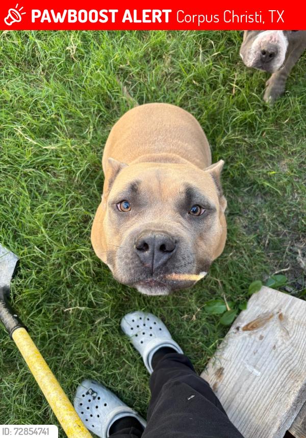 Lost Male Dog last seen Near 3213 Creekside Dr., Corpus Christi, TX 78410