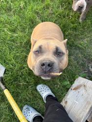 Lost Male Dog last seen Near 3213 Creekside Dr., Corpus Christi, TX 78410