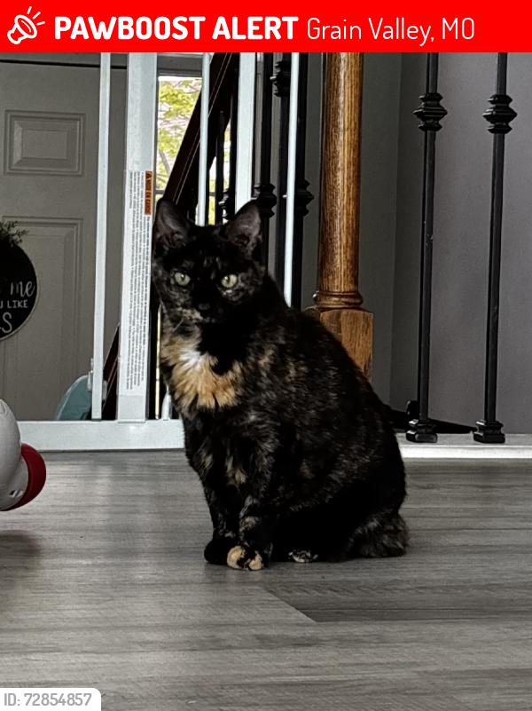 Lost Female Cat last seen Near nw albatross drive, Grain Valley, MO 64029
