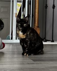 Lost Female Cat last seen Near nw albatross drive, Grain Valley, MO 64029