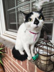 Found/Stray Female Cat last seen Lindley Park, Greensboro, NC 27403