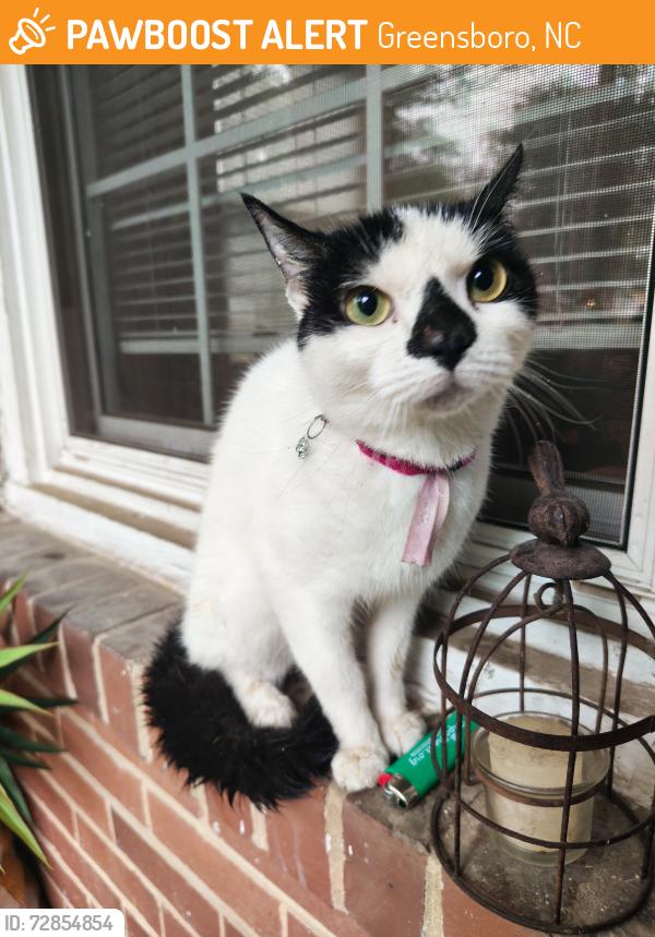 Found/Stray Female Cat last seen Lindley Park, Greensboro, NC 27403
