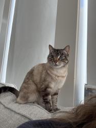 Lost Female Cat last seen Agean Hills, Daphne, Mission Viejo, CA 92691